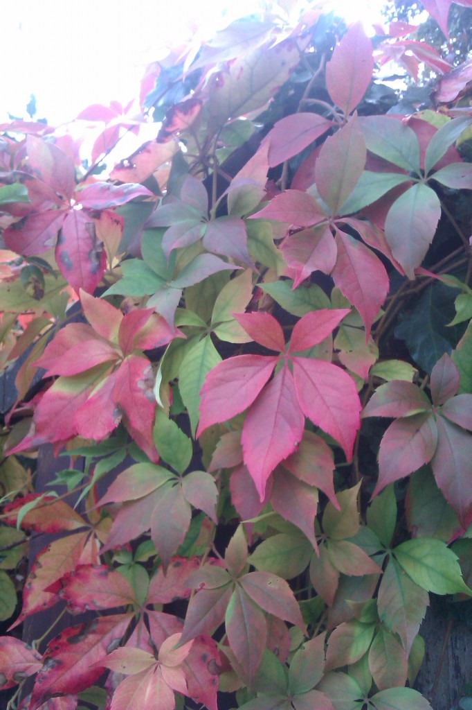 autumn leaves