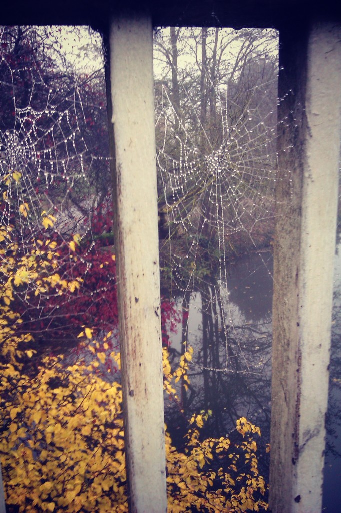 cobweb