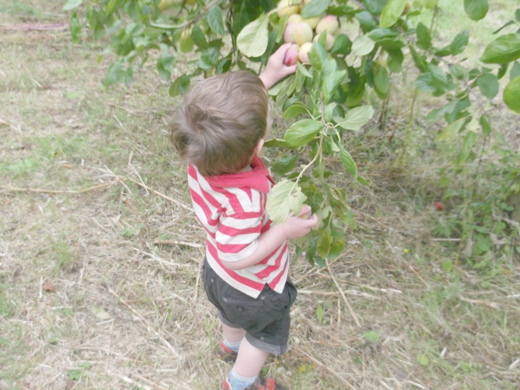 fruit picking southend