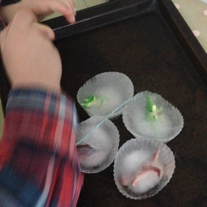 salt and ice science experiment with dinosaurs